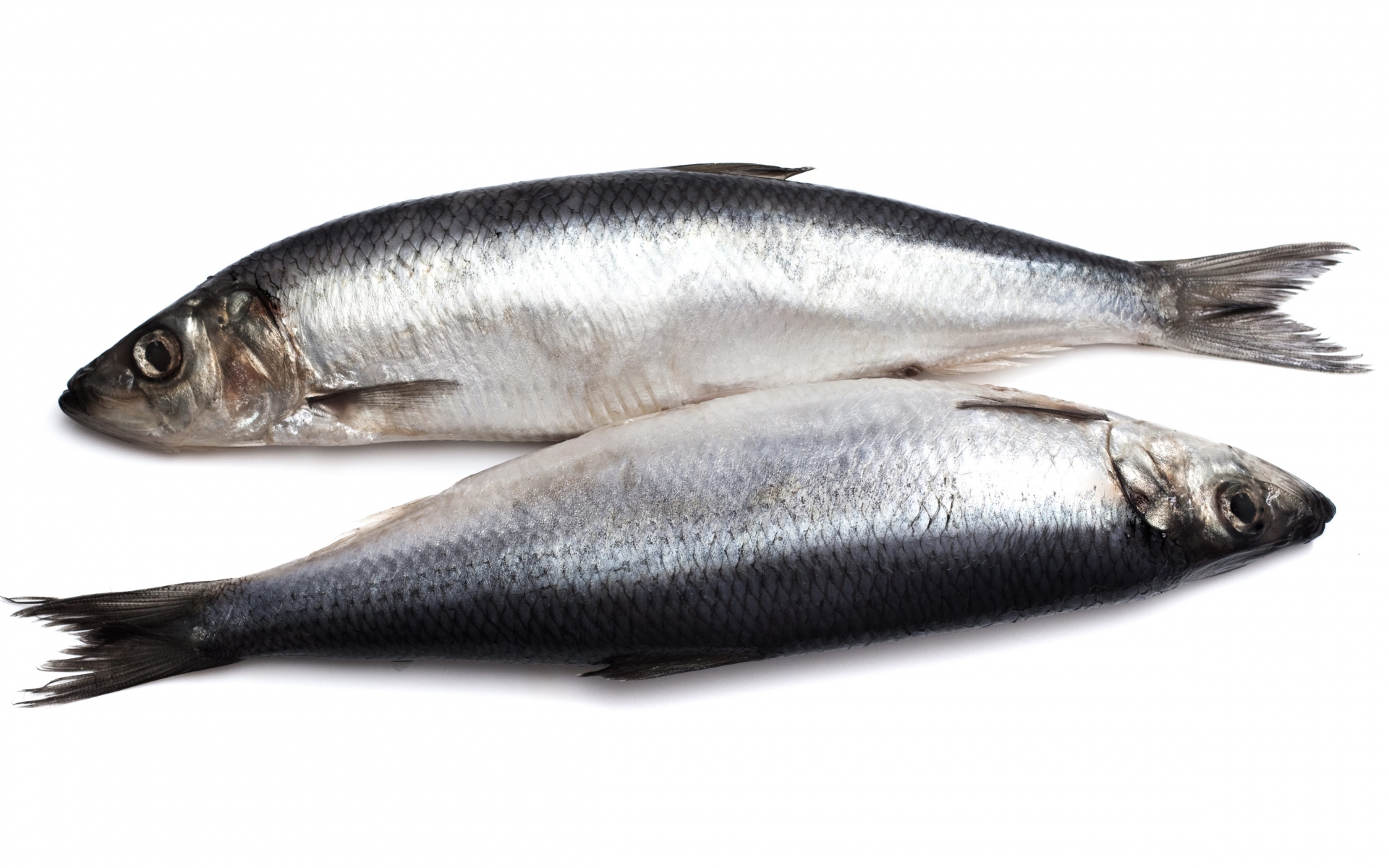 Сельдь  350+ Фарер-кие о-ва с/м (кг) купить в Донецке - СтриПсБери